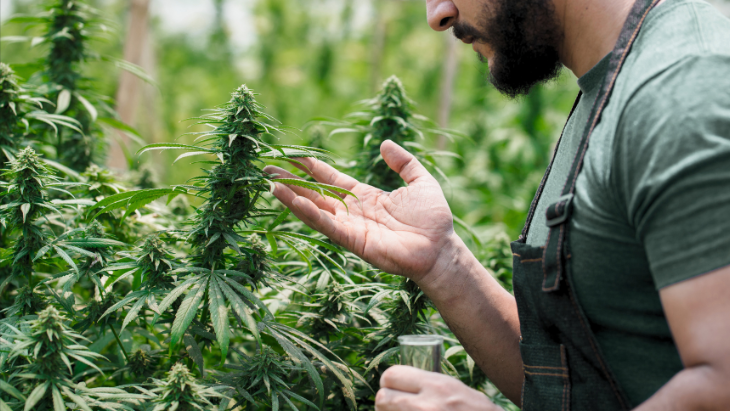 Sweeping Changes to Virginia Marijuana Laws Approved by Lawmakers
